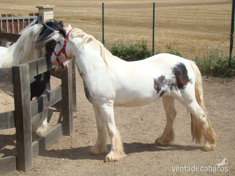 Yegua irish cob pura con CARTA de RAZA  in 