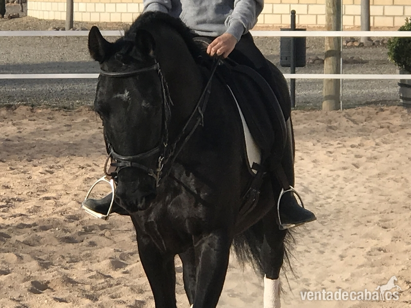 Caballo pre negro in 