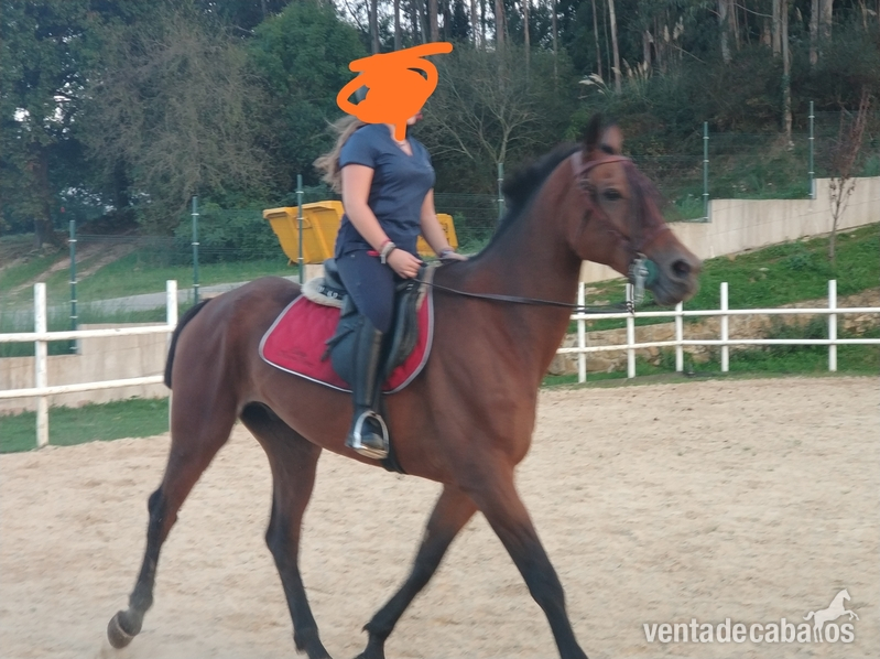 Vendo caballo capado  in 