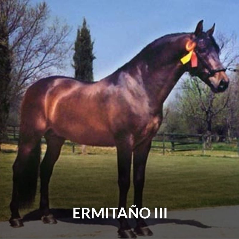 Caballos Pura Raza Española (P.R.E.) EMPTY - Potro PRE Poeta de Susaeta x Ermitaño III 