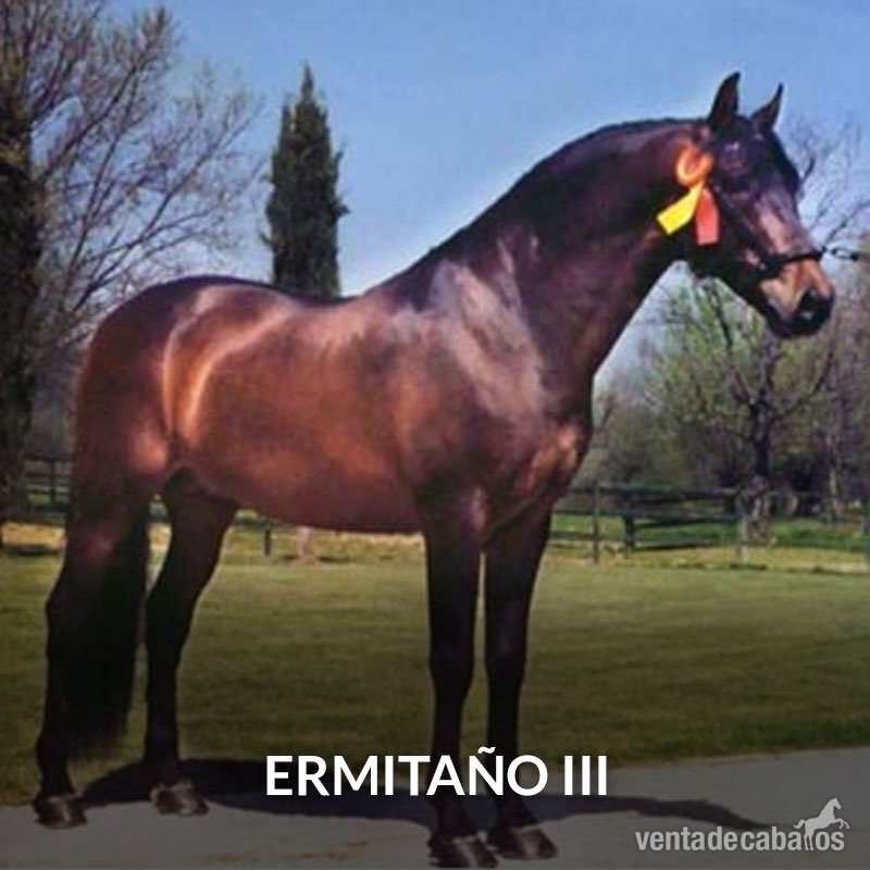 Caballos Pura Raza Española (P.R.E.) EMPTY - Potro PRE Poeta de Susaeta x Ermitaño III 