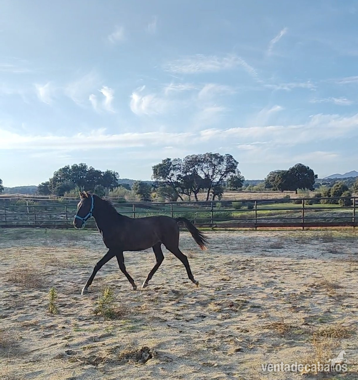 Potro PRE Poeta de Susaeta x Ermitaño III  - Caballos Pura Raza Española (P.R.E.)