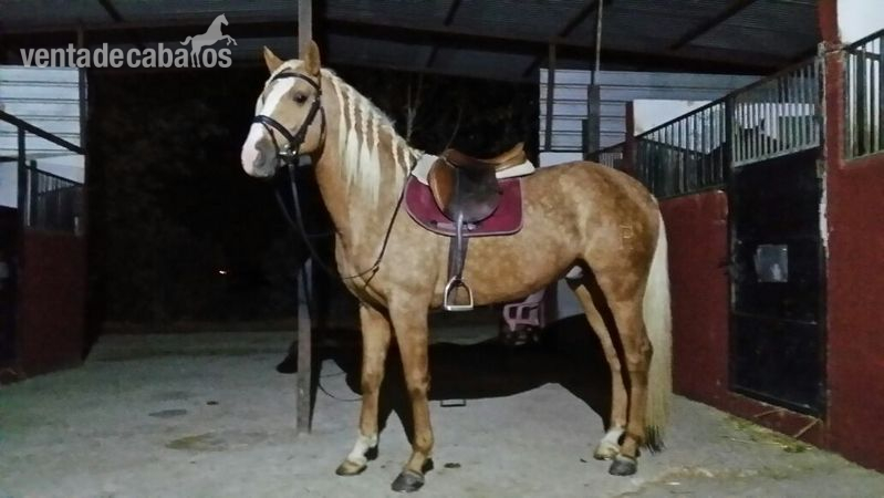 CABALLO DE DEPORTE ESPAÑOL in 