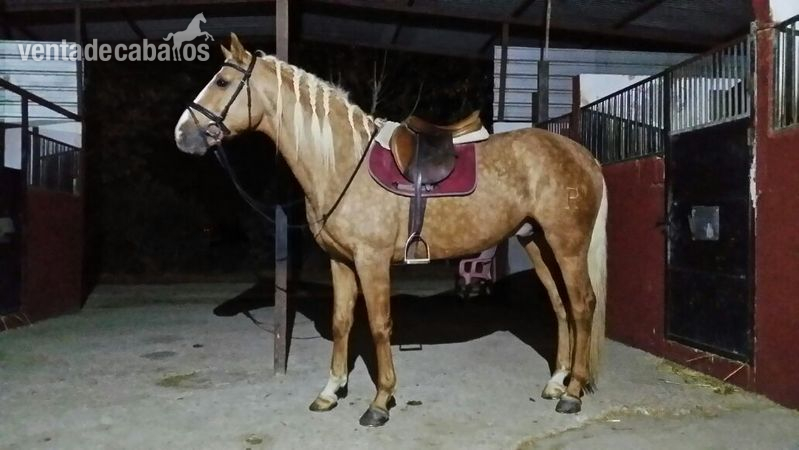 Caballo de Deporte Español (CDE)