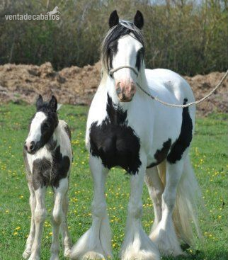 Yeguas, Caballos, Potro/as IRISH COB in 