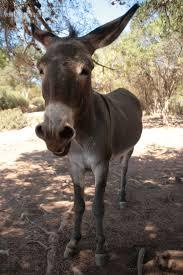 vendo burra joven in 