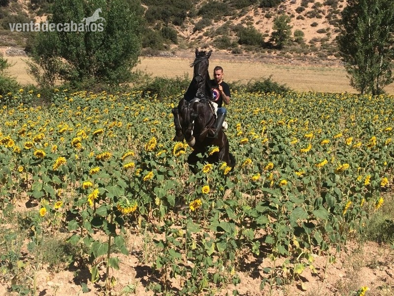 Caballo Menorquin . in 