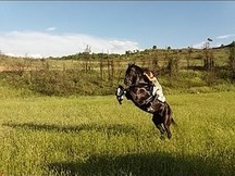 Caballo Menorquin .