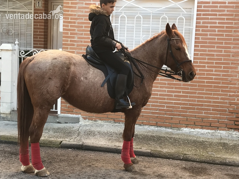 Se vende Yegua ruana  in 