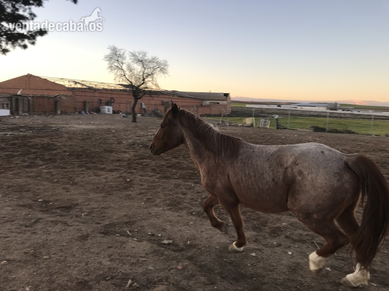 Cruzado {TYPE}