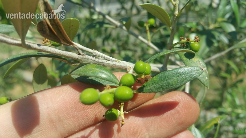 HIPICA FAMILIAR EN VENTA - Hípicas y establos en venta in ARTESA DE SEGRE