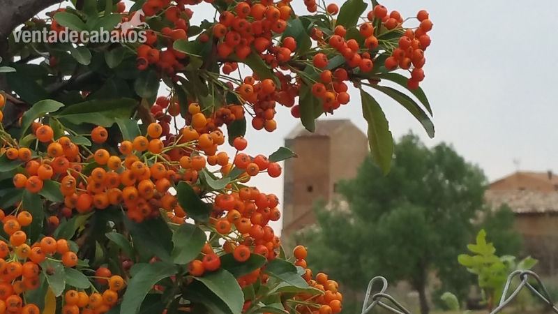 HIPICA FAMILIAR EN VENTA - Hípicas y establos en venta