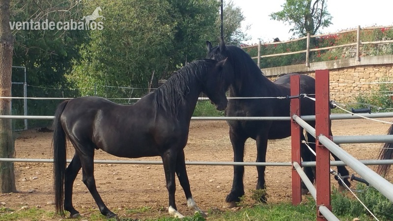 Hípicas y establos en venta - HIPICA FAMILIAR EN VENTA in ARTESA DE SEGRE