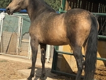 Yegua hispano árabe 37,5%
