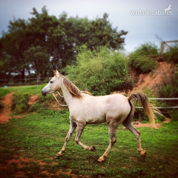 se vende caballo in 