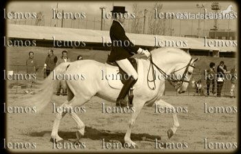 CABALLO PRE BIEN DOMADO in 