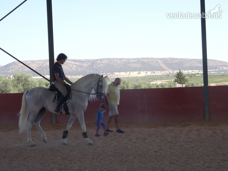 Caballos Pura Raza Española (P.R.E.) PRE - CABALLO PRE BIEN DOMADO