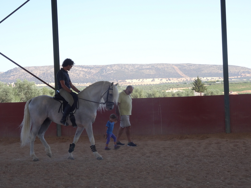 Caballos Pura Raza Española (P.R.E.) PRE - CABALLO PRE BIEN DOMADO