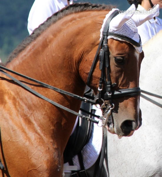 Caballos Pura Raza Española (P.R.E.) Pura Raza Española - PRE en venta