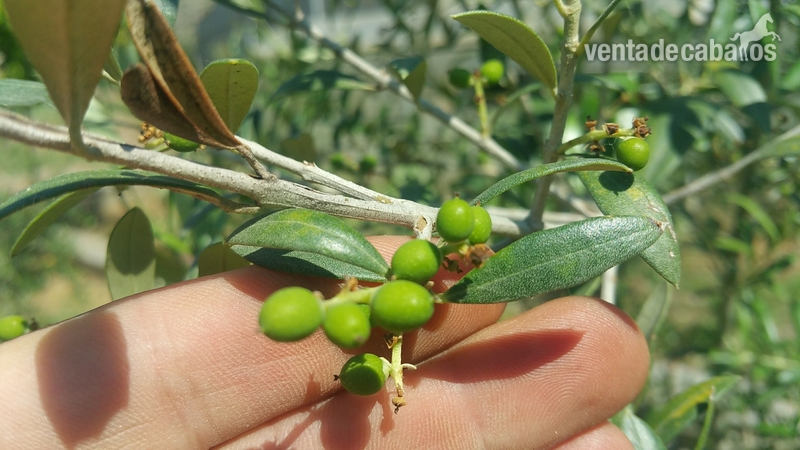 HIPICA FAMILIAR EN VENTA - Hípicas y establos en venta in ARTESA DE SEGRE
