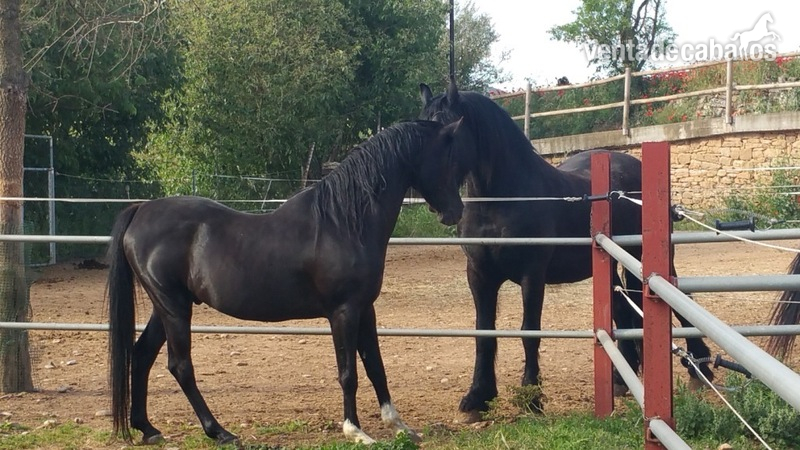 Hípicas y establos en venta - HIPICA FAMILIAR EN VENTA in ARTESA DE SEGRE