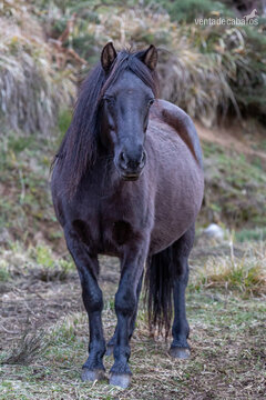 ¡Descubre la elegancia en movimiento! Caballo Pottoka Negro en venta. Con pelaje brillante y presencia imponente, este semental cautiva. Noble, ágil y lleno de energía, es el compañero perfecto para conquistar desafíos. No pierdas la oportunidad. in 