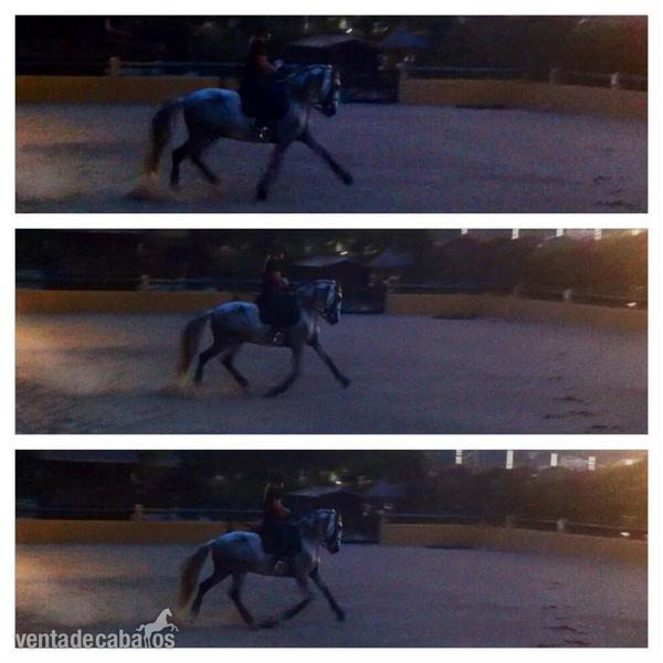 caballo de doma en mallorca - Caballos Capados Pura Raza Española