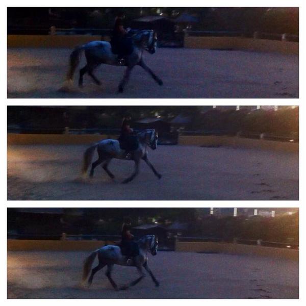 caballo de doma en mallorca - Caballos Capados Pura Raza Española