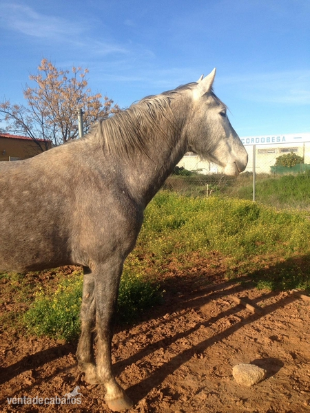 Caballos Pura Raza Española (P.R.E.) Pura Raza Española - vendo potro PRE