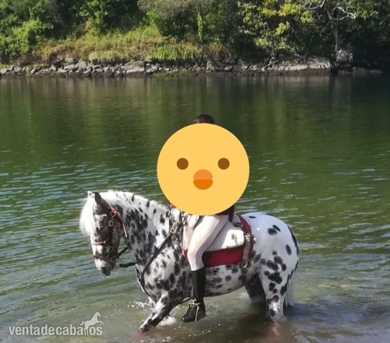 Se vende Caballo apaloosa in 
