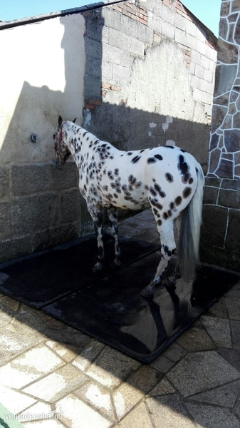 Appaloosa