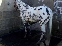 Se vende Caballo apaloosa
