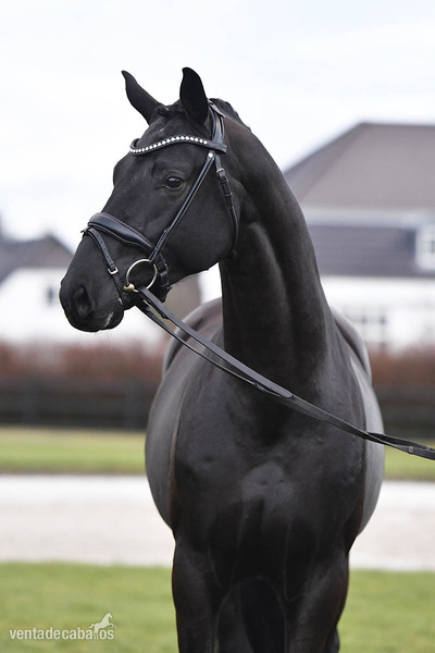 Cariñoso Castrado Hannoveriano Negro in 