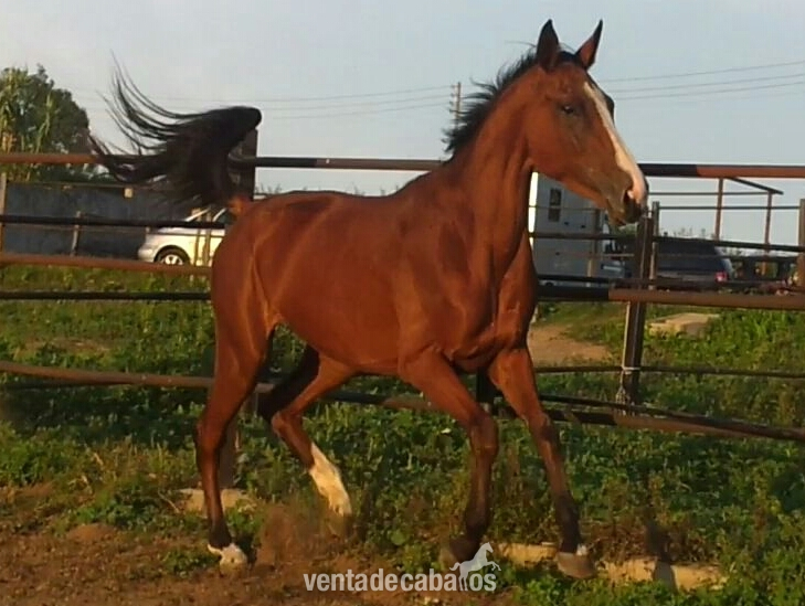 yegua anglo arabe/silla frances in 