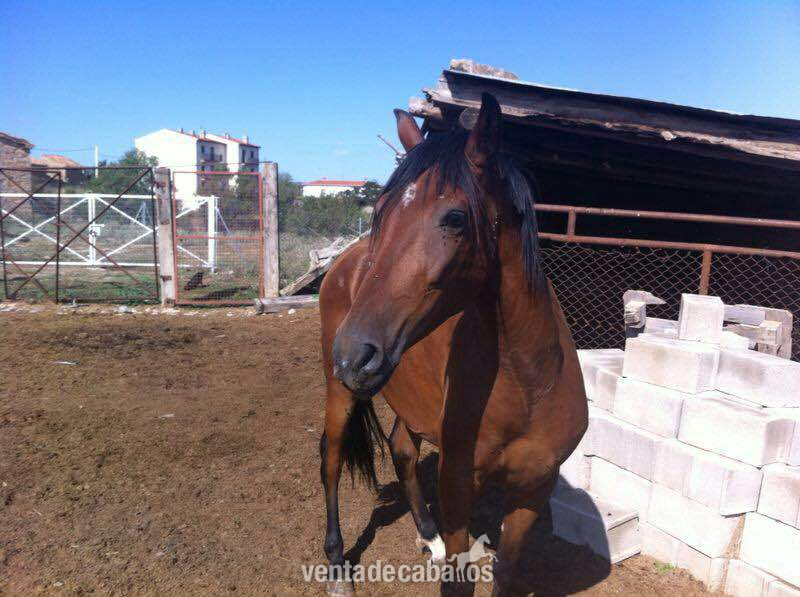 Cruzado {TYPE}