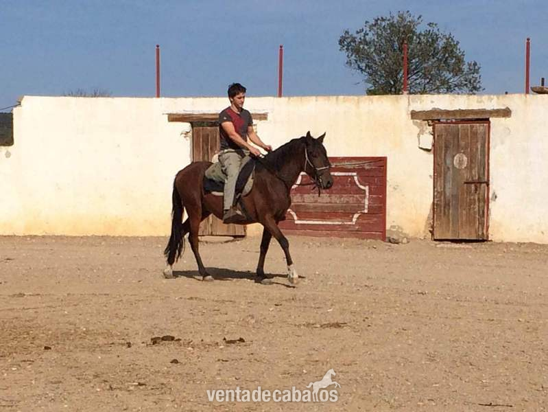 Caballos Capados Cruzado - Potro cruzado ideal para el campo