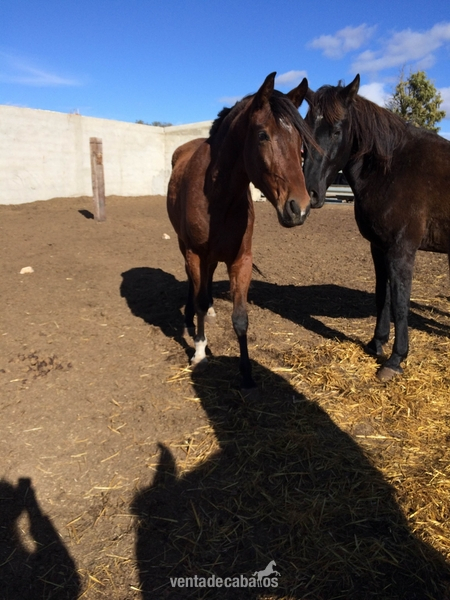 Potro cruzado ideal para el campo - Caballos Capados
