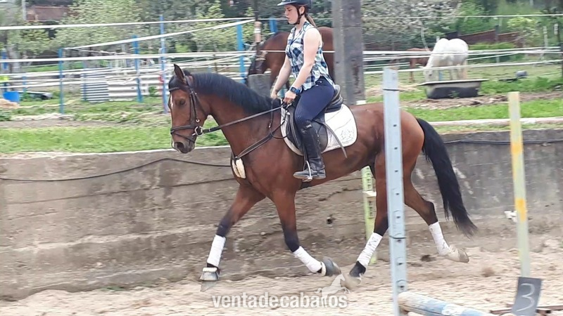 OCASION! CDE Caballo de doma salto o completo in 
