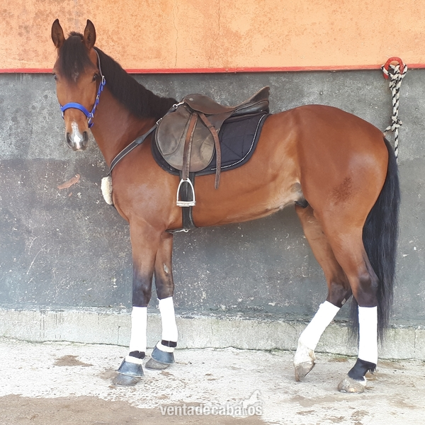 Caballo de Deporte Español (CDE)