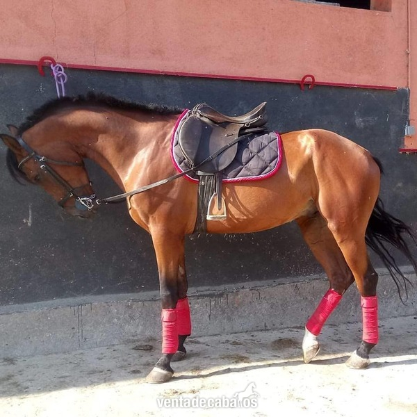 Caballo de Deporte Español (CDE) {TYPE}