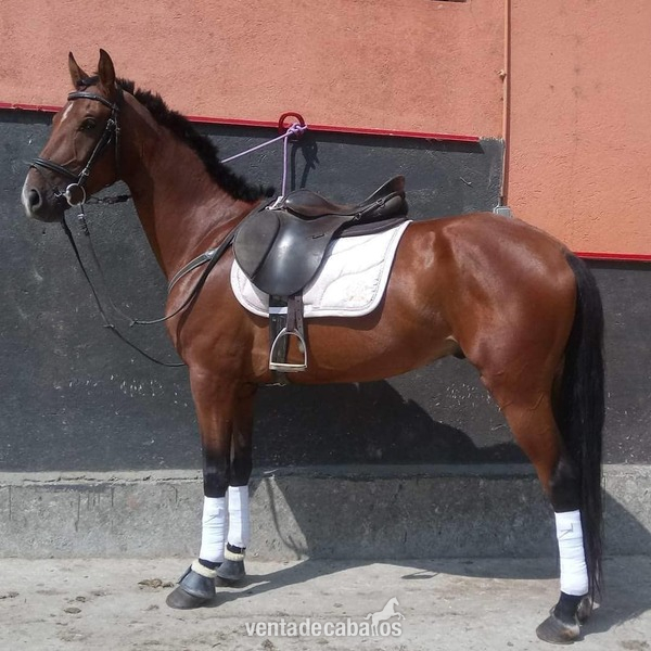 Caballos Capados Caballo de Deporte Español (CDE) - OCASION! CDE Caballo de doma salto o completo