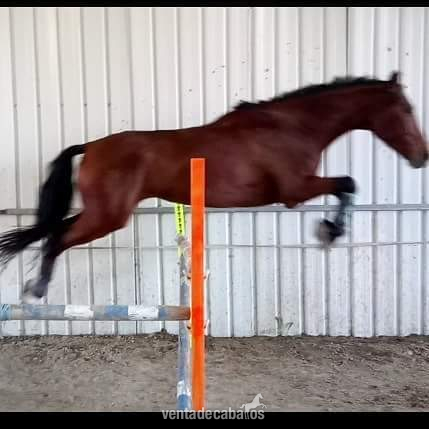 OCASION! CDE Caballo de doma salto o completo - Caballos Capados Caballo de Deporte Español (CDE)