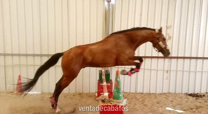 OCASION! CDE Caballo de doma salto o completo - Caballo de Deporte Español (CDE)