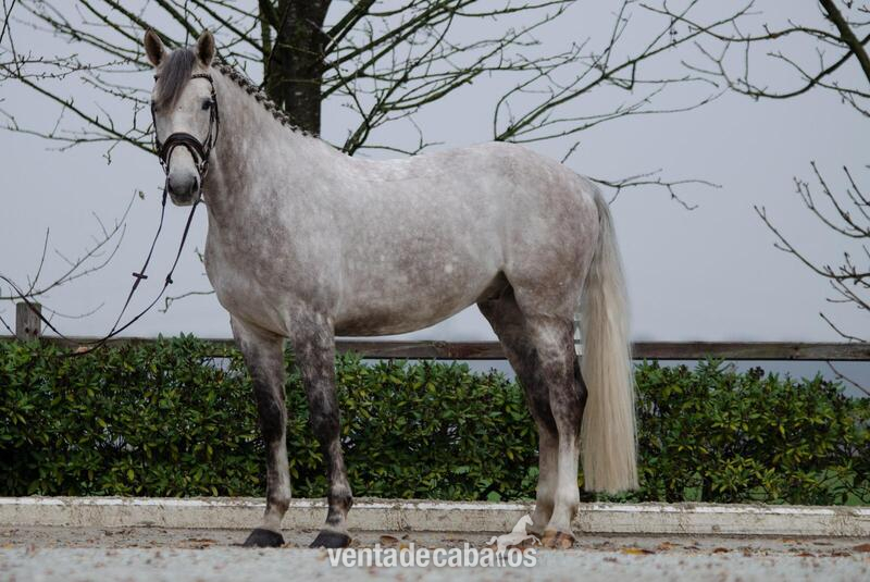 Caballos Deportivos Alemanes  in 