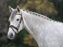 Caballos Deportivos Alemanes 