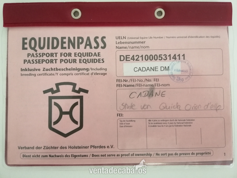 YEGUA HOLSTEINER CERTIFICADA in 