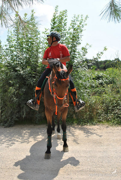 VENDO CABALLO ANGLO-ÁRABE in 