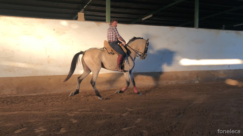 Se vende bayo in 