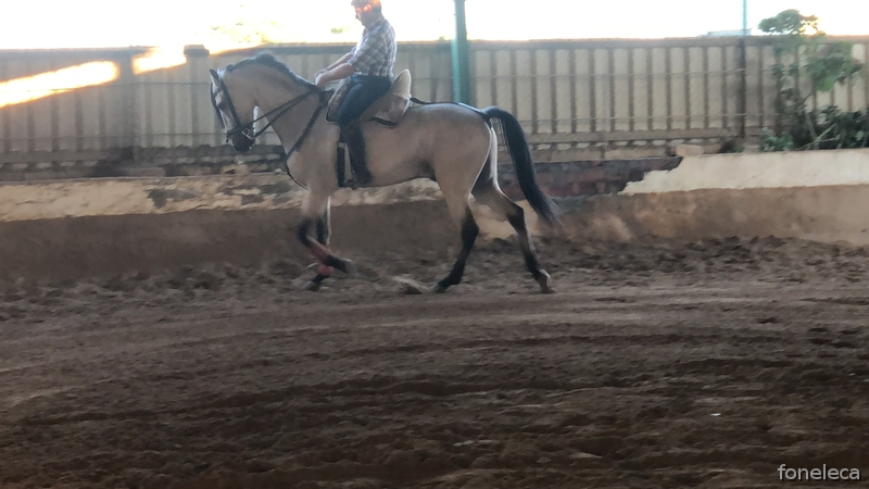 Cruzado {TYPE}