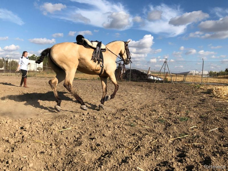 Caballos Capados Cruzado - Se vende bayo